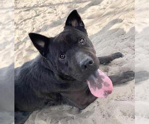 Chinese Shar-Pei-Chow Chow Mix Dogs for adoption in Tavares, FL, USA