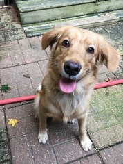 Golden Retriever-Unknown Mix Dogs for adoption in Lafayette, LA, USA