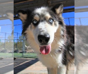 Australian Shepherd-Siberian Husky Mix Dogs for adoption in Alamogordo, NM, USA