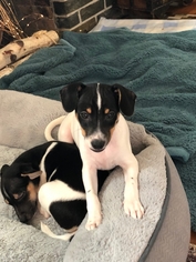 Rat Terrier Dogs for adoption in Des Moines, IA, USA