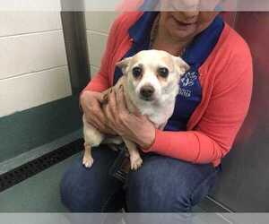 Chiweenie Dogs for adoption in Durham, NC, USA