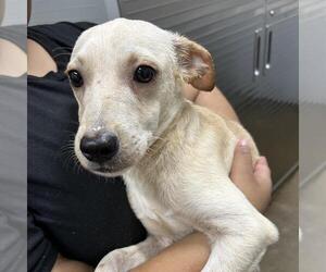 Chihuahua-Unknown Mix Dogs for adoption in Yardley, PA, USA