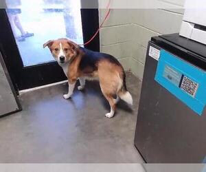 Labrador Retriever-Unknown Mix Dogs for adoption in Tulsa, OK, USA