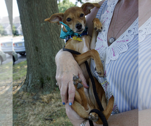 Italian Greyhuahua Dogs for adoption in Oakhurst, NJ, USA