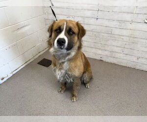 Saint Bernard-Unknown Mix Dogs for adoption in San Bernardino, CA, USA