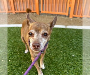 Chihuahua-Unknown Mix Dogs for adoption in Las Vegas, NV, USA