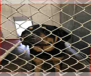 Rottweiler Dogs for adoption in San Andreas, CA, USA