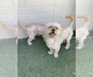 Poodle (Miniature)-Unknown Mix Dogs for adoption in Phoenix, AZ, USA