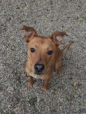 Mutt Dogs for adoption in Northfield, MN, USA
