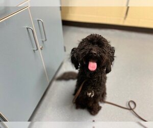 Poodle (Miniature) Dogs for adoption in Denver, CO, USA
