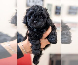 Shih Tzu-Unknown Mix Dogs for adoption in Mundelein, IL, USA