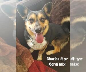 Pembroke Welsh Corgi Dogs for adoption in St. George, UT, USA