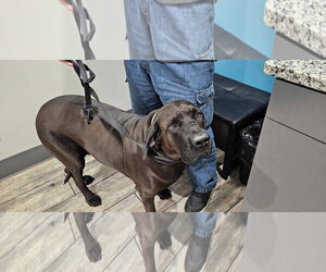 Brazilian Mastiff Dogs for adoption in Jasper, AL, USA