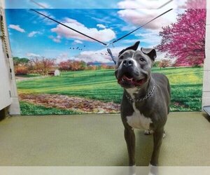 American Pit Bull Terrier Dogs for adoption in Moreno Valley, CA, USA