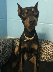 Miniature Pinscher Dogs for adoption in Holden, MO, USA