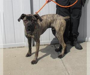 Mutt Dogs for adoption in Louisville, KY, USA