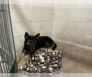 German Shepherd Dog Dogs for adoption in San Bernardino, CA, USA