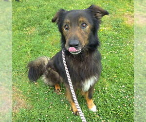 German Shepherd Dog-Unknown Mix Dogs for adoption in Long Beach, CA, USA