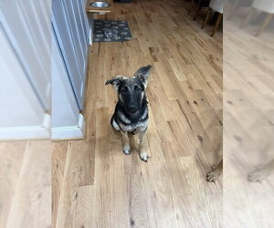 German Shepherd Dog Dogs for adoption in La Grange , NC, USA