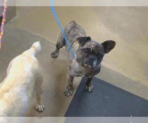 Faux Frenchbo Bulldog Dogs for adoption in Sacramento, CA, USA