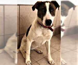 Mutt Dogs for adoption in Rio Rancho, NM, USA