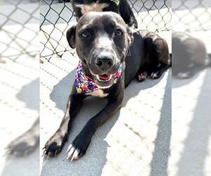 American Pit Bull Terrier Dogs for adoption in Tulsa, OK, USA