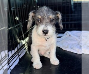 Mutt Dogs for adoption in Vail, AZ, USA