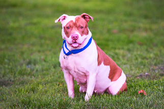 Medium Photo #1 American Bulldog-American Staffordshire Terrier Mix Puppy For Sale in Howell, MI, USA