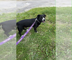 Border Collie-Unknown Mix Dogs for adoption in Evansville, IN, USA