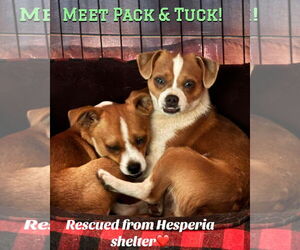 Puggle Dogs for adoption in Lake Elsinore, CA, USA