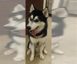 Siberian Husky Dogs for adoption in Sanford, FL, USA