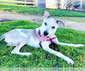 Mutt Dogs for adoption in Alameda, CA, USA
