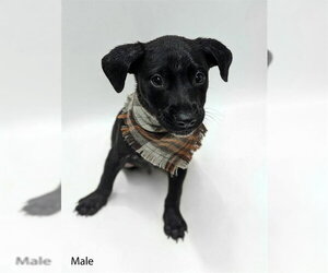 Labrador Retriever Dogs for adoption in Conroe, TX, USA