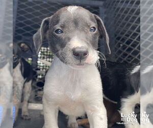 Mutt Dogs for adoption in Washington, DC, USA
