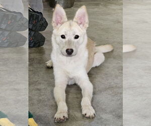 Mutt Dogs for adoption in Agoura Hills, CA, USA