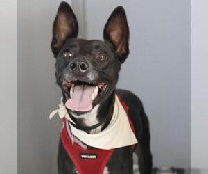 Mutt Dogs for adoption in San Antonio, TX, USA