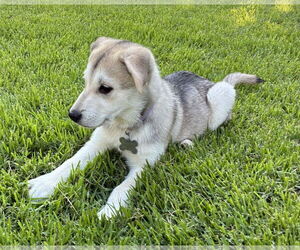 German Shepherd Dog Dogs for adoption in Holly Springs, NC, USA