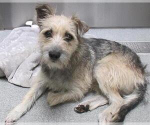 Miniature Schnauzer-Unknown Mix Dogs for adoption in Orange, CA, USA