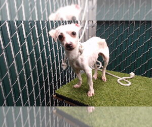 Chihuahua-Unknown Mix Dogs for adoption in Downey, CA, USA