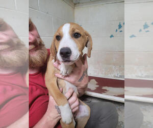 American Pit Bull Terrier-Unknown Mix Dogs for adoption in Linton, IN, USA