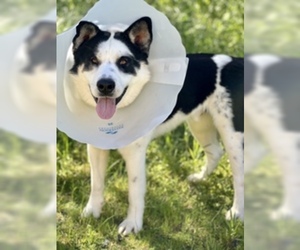 Border Collie Dogs for adoption in Salinas, CA, USA