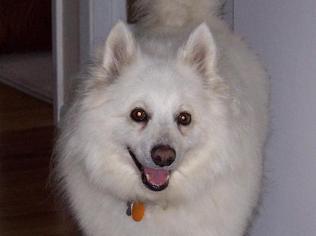 Small American Eskimo Dog