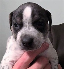 Medium Photo #8 American Pit Bull Terrier-Unknown Mix Puppy For Sale in Binghamton, NY, USA