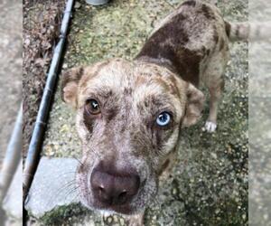 Catahoula Leopard Dog Dogs for adoption in Lucedale, MS, USA