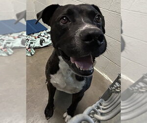 Boxer-Unknown Mix Dogs for adoption in Olathe, KS, USA
