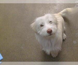 Cairn Terrier-Unknown Mix Dogs for adoption in Sacramento, CA, USA