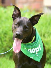 American Staffordshire Terrier-Boston Terrier Mix Dogs for adoption in Dana Point, CA, USA
