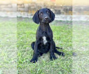 Labradoodle Dogs for adoption in PIPE CREEK, TX, USA