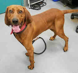 Redbone Coonhound Dogs for adoption in Peoria, IL, USA