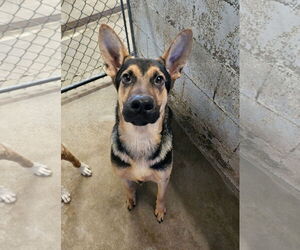 German Shepherd Dog Dogs for adoption in El Centro, CA, USA